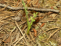 Botrychium minganense