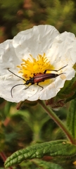 Stenurella melanura
