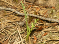 Botrychium minganense