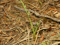 Botrychium minganense