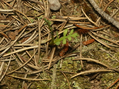 Botrychium minganense