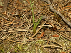 Botrychium minganense