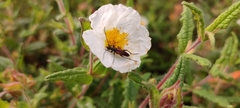 Stenurella melanura