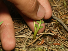 Botrychium minganense