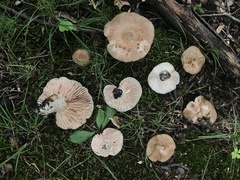 Russula eccentrica