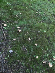 Russula eccentrica