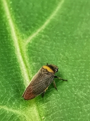 Eoscarta roseinervis