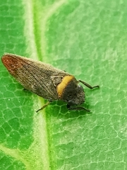 Eoscarta roseinervis