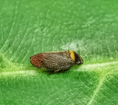 Eoscarta roseinervis
