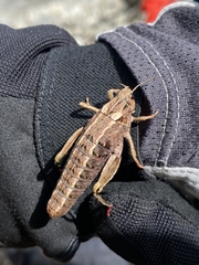 Nocaracris cyanipes