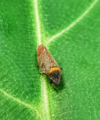 Eoscarta roseinervis