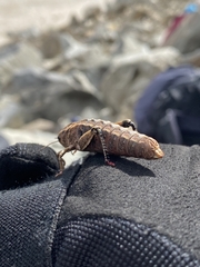 Nocaracris cyanipes