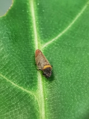 Eoscarta roseinervis