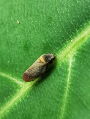 Eoscarta roseinervis