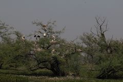 Mycteria leucocephala