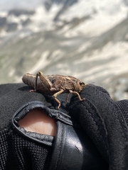 Nocaracris cyanipes