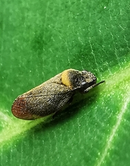Eoscarta roseinervis