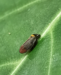 Eoscarta roseinervis