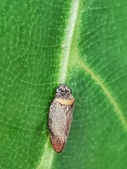 Eoscarta roseinervis
