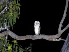 Tyto alba delicatula