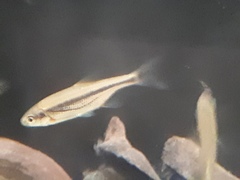 Alburnoides bipunctatus