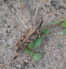 Catantopinae