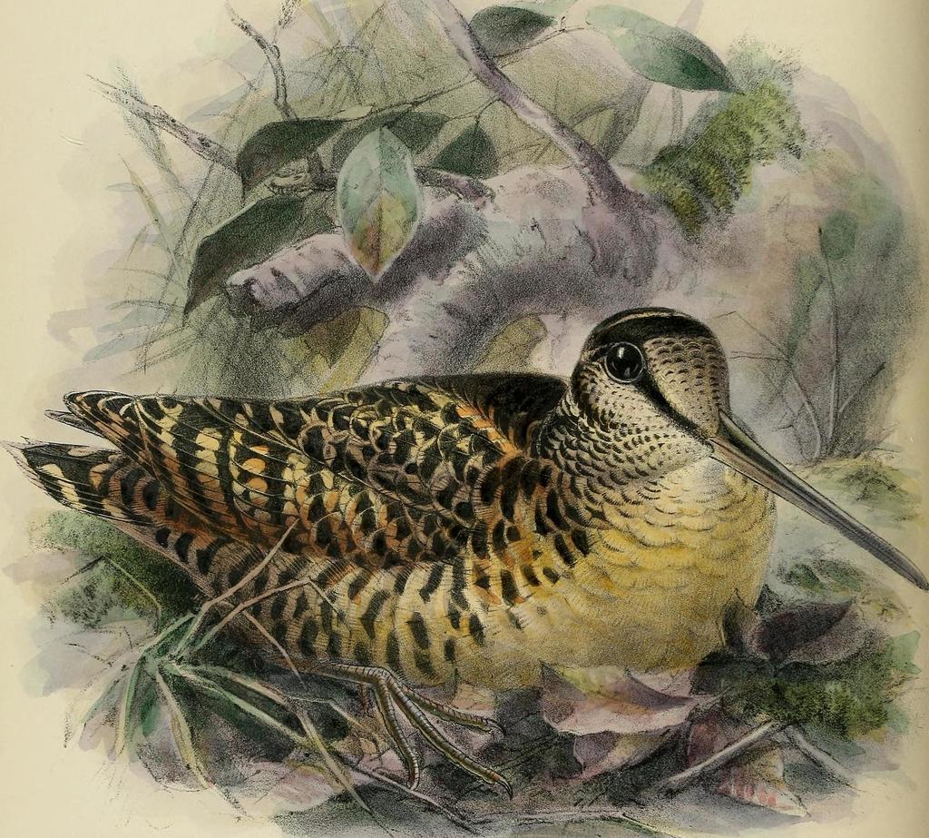 Moluccan Woodcock