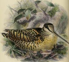 Moluccan Woodcock photo 1