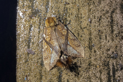 Dudusa synopla