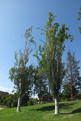 Populus alba
