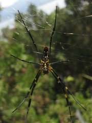 Trichonephila clavata