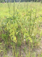 Baptisia perfoliata