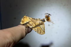 Dudusa synopla