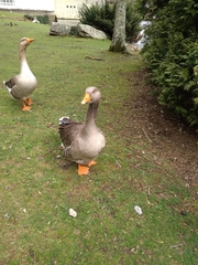 Anser anser domesticus