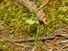 Botrychium spathulatum
