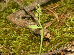 Botrychium spathulatum