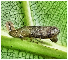 Ledropsis