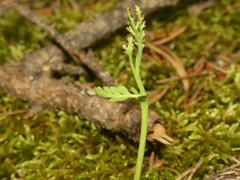 Botrychium spathulatum