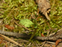 Botrychium spathulatum