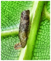 Ledropsis