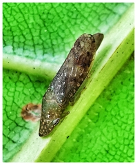 Ledropsis