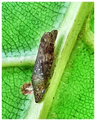 Ledropsis