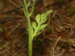 Botrychium acuminatum
