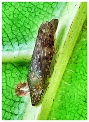 Ledropsis