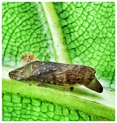 Ledropsis
