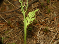 Botrychium acuminatum