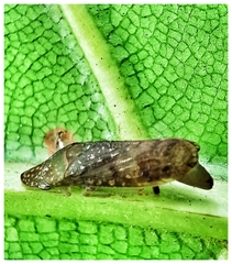Ledropsis