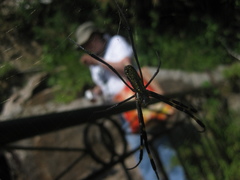 Trichonephila clavata