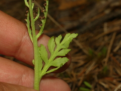 Botrychium acuminatum