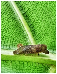 Ledropsis